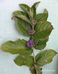 Neuracanthus sphaerostachyus fullplant3.jpg